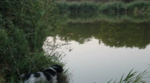 Dog jump in water Stock Footage 26988788