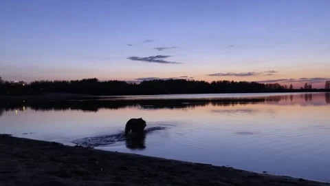 The dog jumped into the lake in the evening Stock Footage 244262349