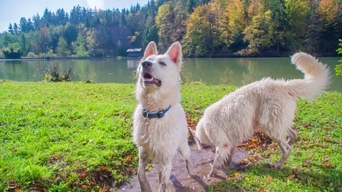 A dog is jumping up in the air Stock Footage 83775629