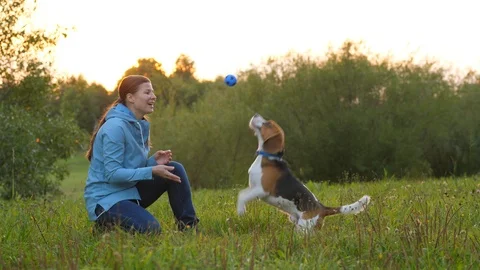 The dog is jumping and trying to catch the ball.slowmotion  Stock Footage 94488317