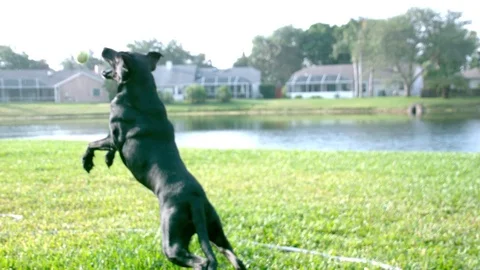 Dog jumping for ball in slow motion Stock Footage 80932696
