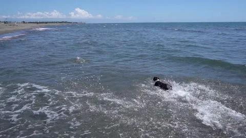 Dog Jumping From Beach In Ccean Grabs Stick Dog Comes Out of Ocean 库存影片 158106060