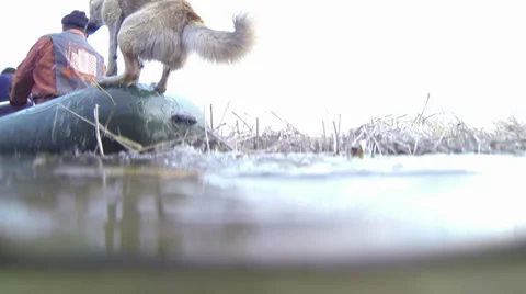 Dog jumping on a boat Stock-Footage 36806284