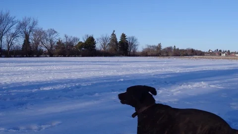Dog jumping to catch frisbee Stock Footage 87670532