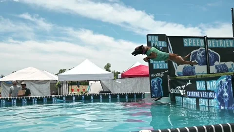 Dog jumping contest Stock Footage 199106507