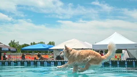 Dog jumping contest Stock Footage 199106511