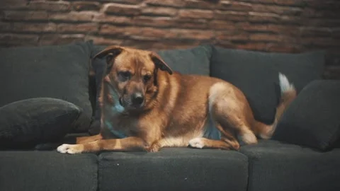 Dog jumping off a couch Stock Footage 137913663
