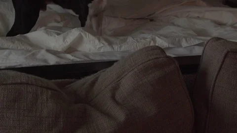 Dog jumping down the bed Stock Footage 83186114