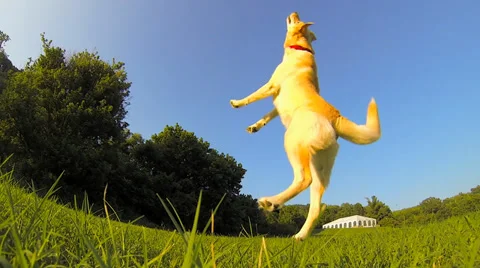 Dog Jumping Stock Footage 36149788