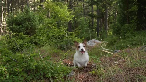 The dog is jumping in the forest. Vídeo Stock 251679770