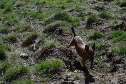 Dog jumping in the forest Stock Photos