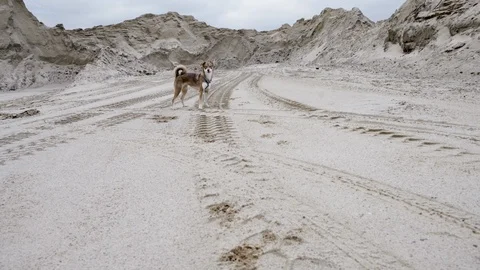 A dog is jumping into the frame to stop and look at the the camera. Stock Footage 86566664