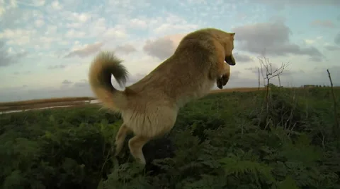 Dog jumping in the grass Vidéo 37114479