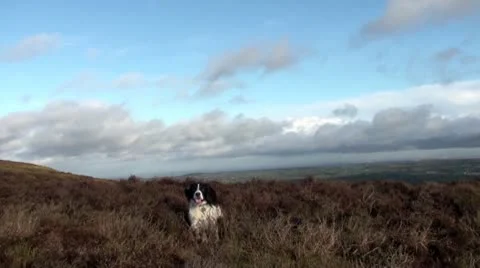 Dog jumping in the heather Video stock 10717278