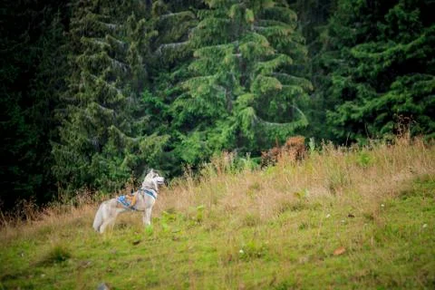 Dog jumping over the tree in the forest Stock Photos
