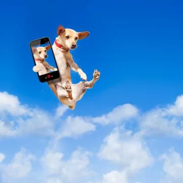 Dog jumping Stock-Fotos