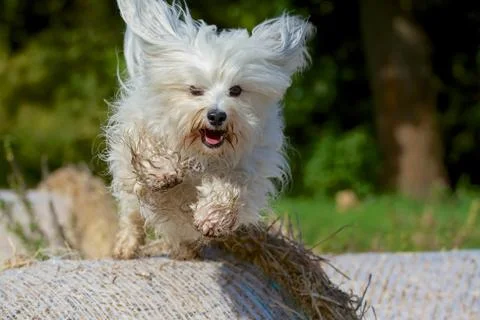 Dog jumping Stock Photos