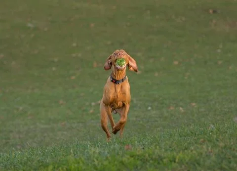 Dog jumping Stock Photos