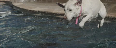 Dog Jumping into Pool Stock Footage 67336277