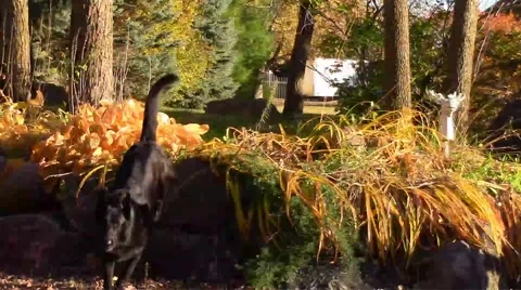Dog Jumping off of Rocks Stock Footage 42770457