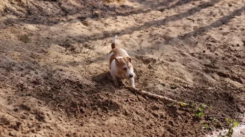 Dog jumping on sand. Jack Russell Terrier playing with a stick on the beach of a Video stock 310565964