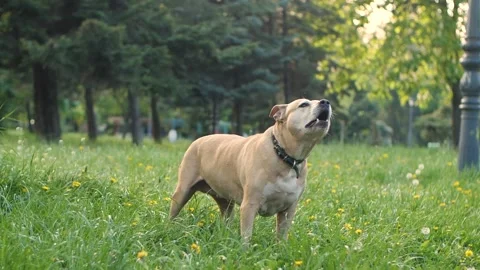 Dog jumping in slow motion Stock Footage 191873412