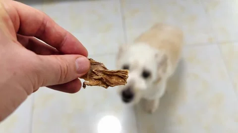Dog jumping for snack during training session in living room at home. Slow Stock Footage 318645244