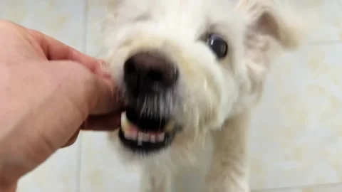 Dog jumping for snack during training session in living room at home. Slow Video stock 319421045