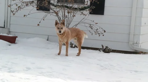 Dog Jumping in the snow Video stock 1065945