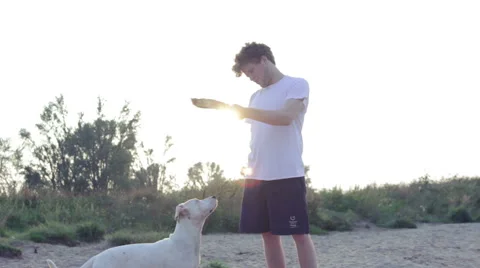 Dog jumping for stick Stock Footage 40807046