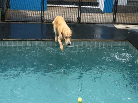 Dog Jumping In Swimming Pool Playing With Ball Stock Footage 80426322