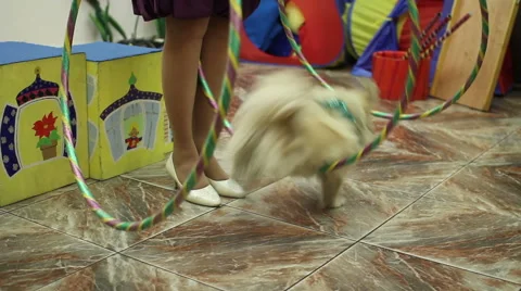 Dog jumping through hoops Stock Footage 68450108