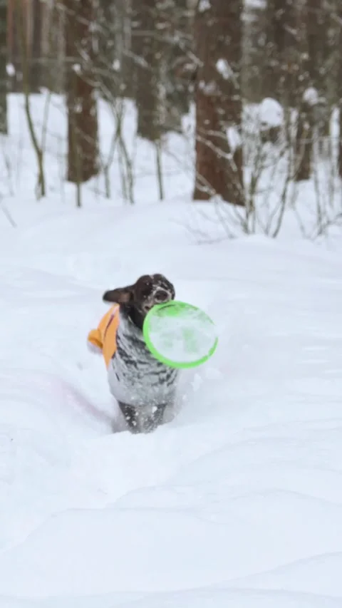 Dog Jumping Through Snow With Flying Disc Stock Footage 320803417