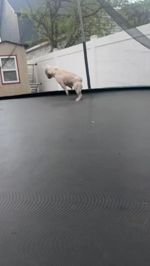 Dog Jumping on a Trampoline, usa Stock Footage 309065255