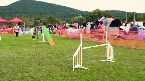 A dog jumping trough obstacles on a dog agility test Vídeos de archivo 118014692