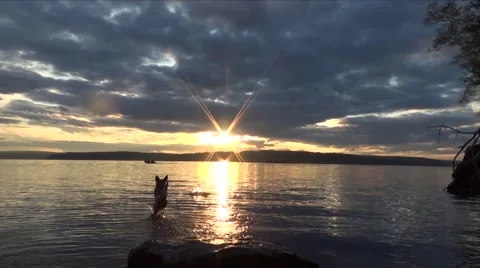 Dog jumping in the water 库存影片 63602781