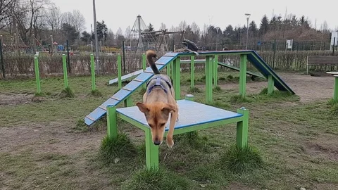 Dog jumps off agility table. Slow motion video. Stock Footage 255117413