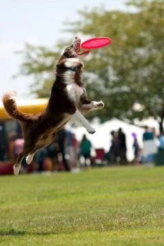 Dog jumps and opens mouth wide to catch frisbee Stock Photos