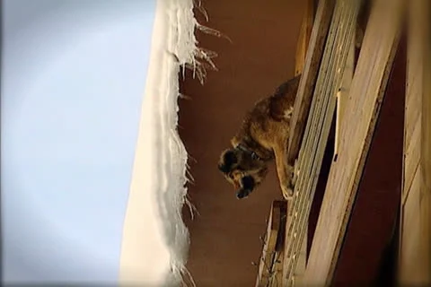 Dog Jumps from Balcony- 스톡 동영상 27127053