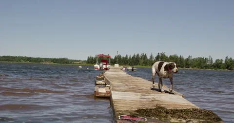 Dog jumps off boat dock into ocean water - slow motion Stock Footage