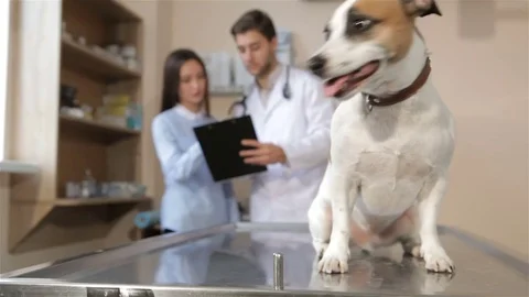 Dog jumps down from the vet table Stock Footage 70237025