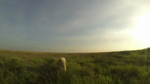 Dog jumps on grass Video stock 37554497