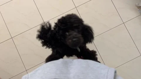 Dog jumps on man in slow motion Video stock 221201596