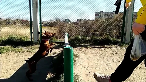 The dog jumps over the barrier Stock Footage 127787153