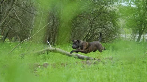 A dog jumps over a fallen tree. Stock Footage 285932221