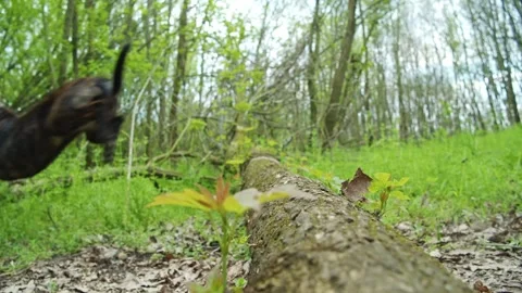 A dog jumps over a fallen tree. Stock Footage 285932255