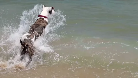 Dog Jumps Over Wave Retrieving Ball Slow-Motion 4K Video stock 151494738