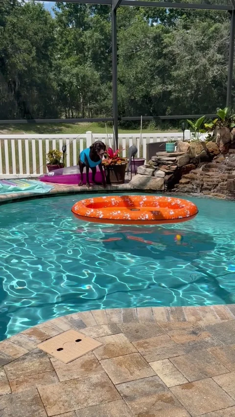 Dog Jumps Onto Pool Float, Land o Lakes, Florida, USA - 15 Jun 2026 库存影片 338027840