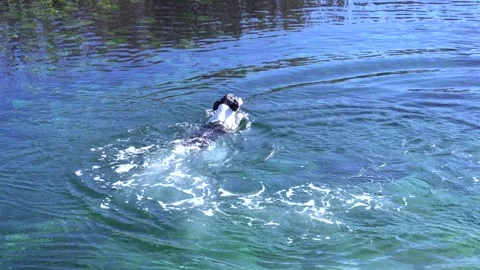 Dog jumps into the river Stock Footage 253393863