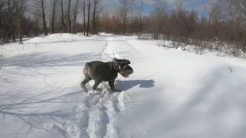 Dog jumps in the snow Stock Footage 127014442